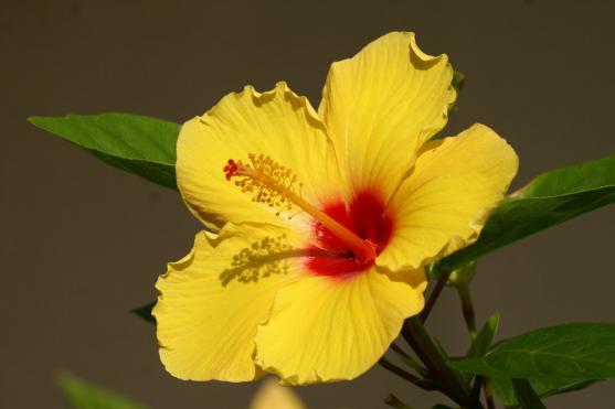 V Polici nad Metují se chystá dvoudenní projekt Havaj v Sokolovně