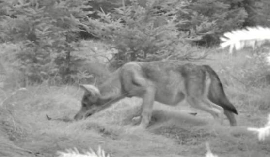 Na Broumovsku se narodila vlčata. Dokazují to záběry z fotopastí