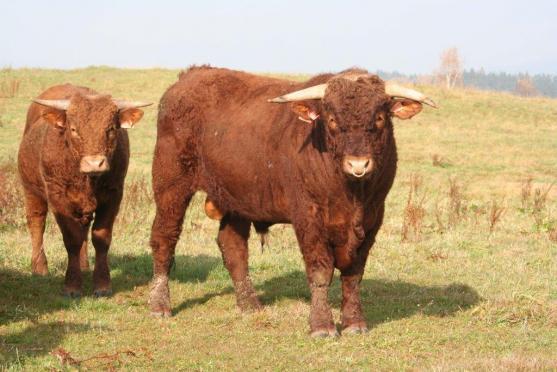 Ekofarma Bošina ve Vernéřovicích zve v sobotu na Farmářskou slavnost