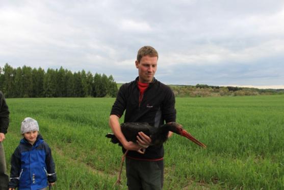 Černý čáp znovu létá nad Vlásenkou