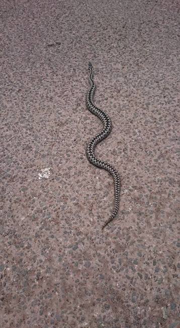 S příchodem teplého počasí začínají být aktivní hadi