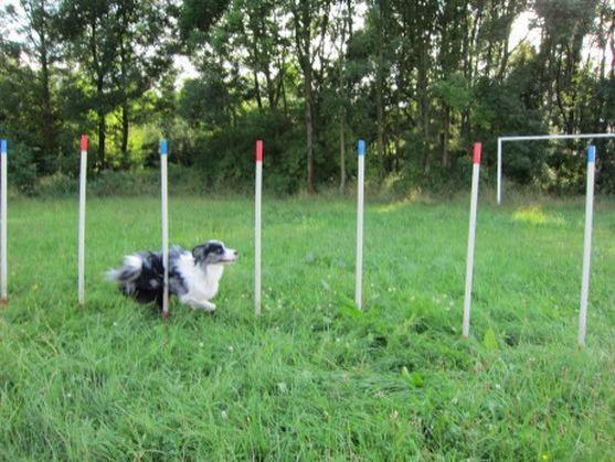 Psí parkur v Polici nad Metují zahajuje svoji činnost