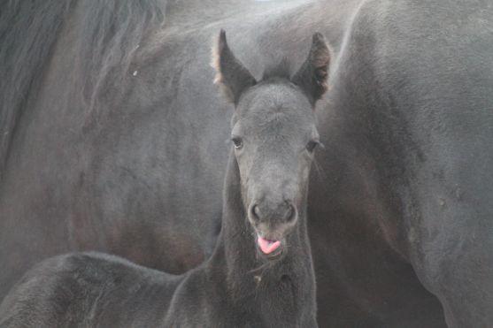 Vymyslete jméno pro právě narozené hříbě