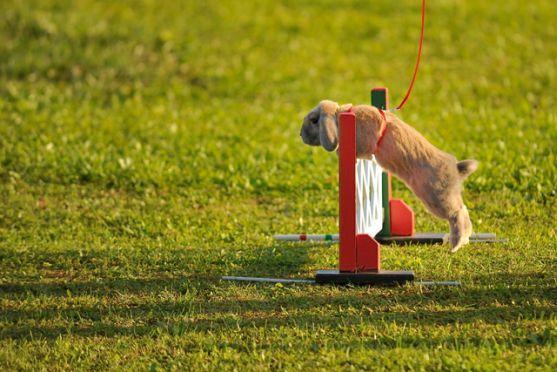 Králíci z Broumova uspěli na Grand Prix v Poděbradech