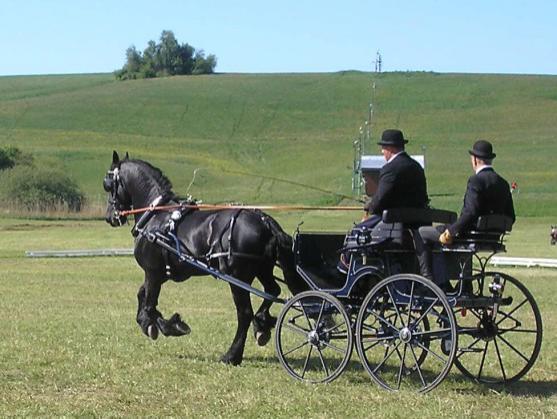 Ředitel závodů spřežení v Polici nad Metují o jejich budoucnosti i vzniku