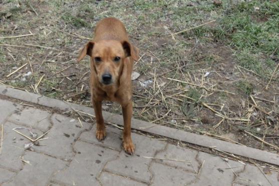 O pět zanedbaných psů z mediálně známého příběhu z Vysočiny se stará broumovský útulek