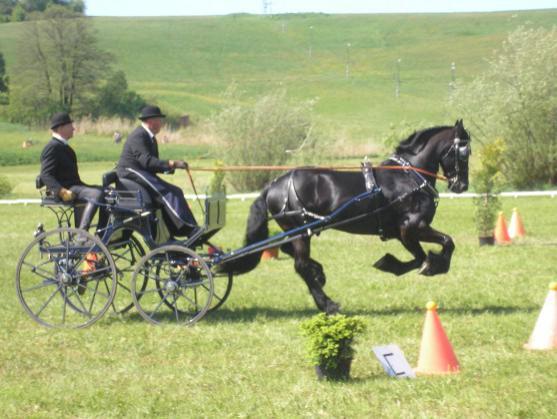 Mezinárodní závody koňských spřežení pořádali o víkendu v Polici nad Metují