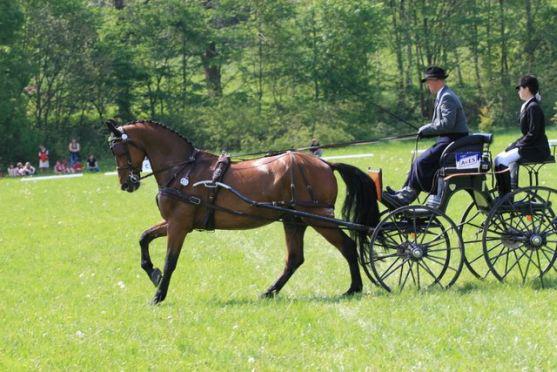 Na polické závody koňských spřežení přijedou jezdci ze sedmi států