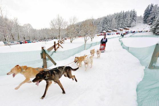 Na závody psích spřežení se na Janovičky u Broumova přišlo podívat 3 000 diváků