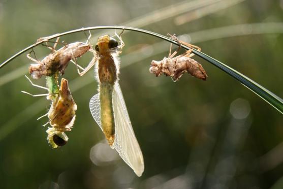Černé jezírko a vážky ze Sibiře