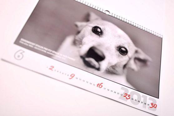 Prodej kalendáře podpoří útulek pro psy v Broumově