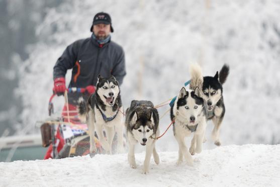 Janovičky patřily musherům a jejich psům