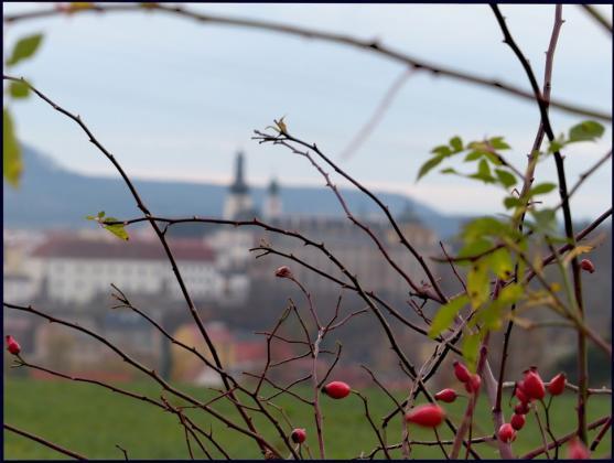 Krásy Broumovska objevovat nemusím, já je mám v srdci