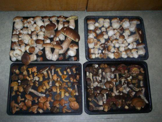 Houbová krása z lesů Broumovska