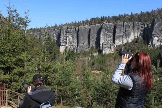 Začalo pozorování hnízdících sokolů v Teplických skalách