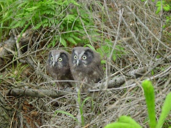 Podpora hnízdění dravců a sov v CHKO Broumovsko