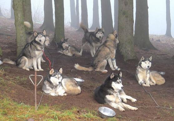 Místo na saních se na Janovičkách jezdilo na kárách