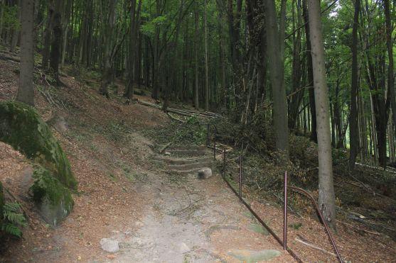 Turistická cesta z Křinic na Hvězdu je poničená těžbou dřeva. Lesy ČR slíbily nápravu 
