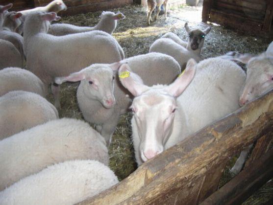 Ocenění Nejlepší sedlák PRO-BIO letos dostala Monika Menčíková ze Šonova u Broumova 