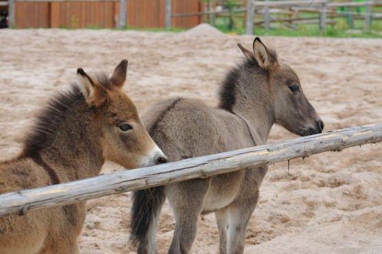 Jízdárna Hejtmánkovice je plně otevřená pro veřejnost