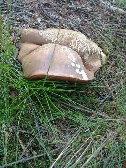 Nabídka akcí na Boumovsku pro víkend od 22. do 24. srpna