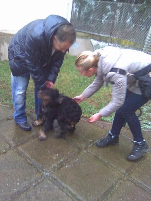 Při závodech psích spřežení se ztratil pes. Někdy podobné případy končí šťastně