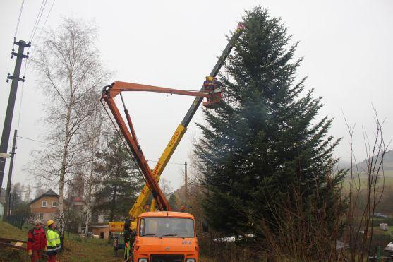 Broumovský vánoční strom je z Šonova