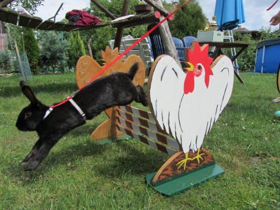 Hopáci z Broumova slaví úspěchy 