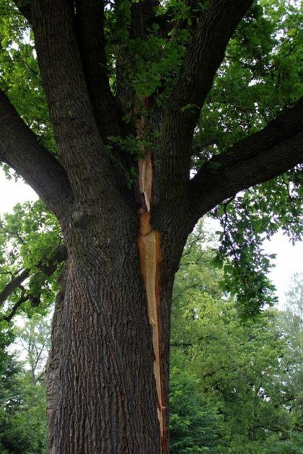 Do dubu v broumovské klášterní zahradě uhodil blesk