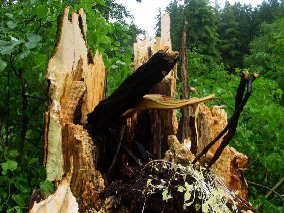 Památná Husitská lípa na Ostaši padla vichrem