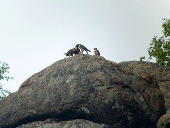 Sokoli v CHKO Broumovsko vylétli z hnízd
