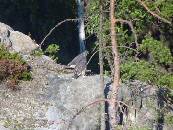 Rekordní počet hnízdících sokolů v CHKO Broumovsko. Letos poprvé i s pozorováním pro veřejnost