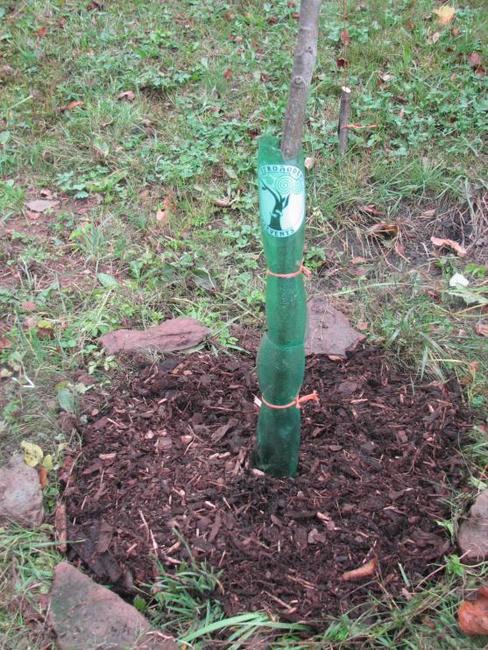 Broumovské sdružení Stromodění se přidalo k celorepublikovému happeningu v sázení stromů