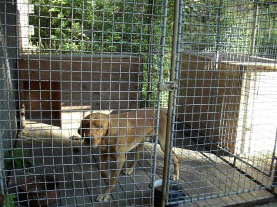 V Teplicích nad Metují hledají majitele zaběhlého psa