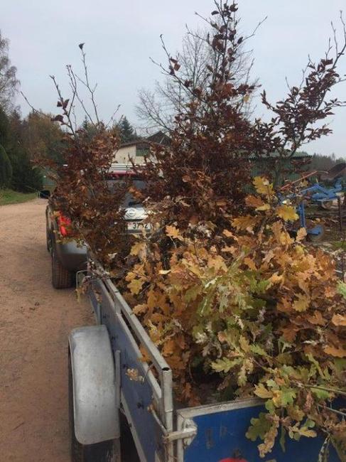 Stromodění vysázelo 50 stromů