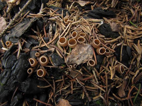 Otevírání lesa na Broumovsku aneb první osvětová akce v roce 2020 pro houbaře a mykology 