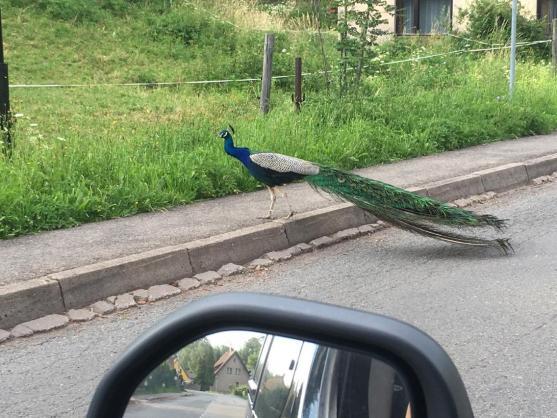 Řidiči, pozor na pávy!