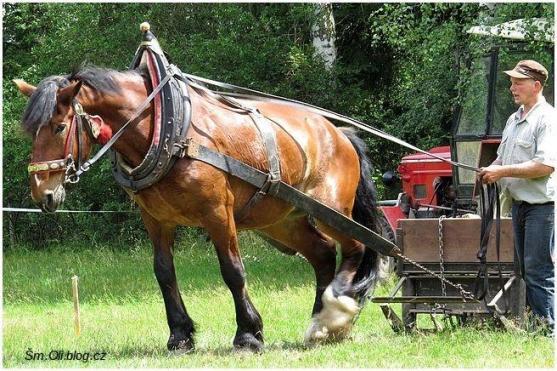 V Martínkovicích soutěžili koně ve třech disciplínách
