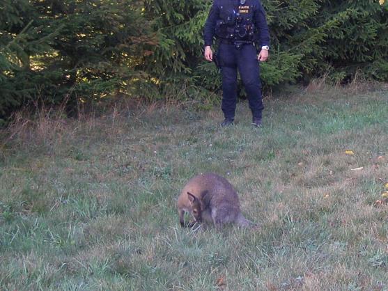 Dva klokani z farmy Wenet v Broumově si udělali krátký výlet