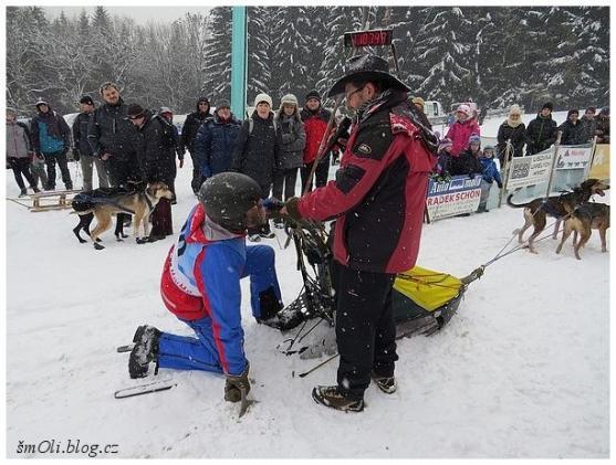O víkendu běhali na Janovičkách sibiřští husky, aljašští malamuti, samojedi či grónští psi