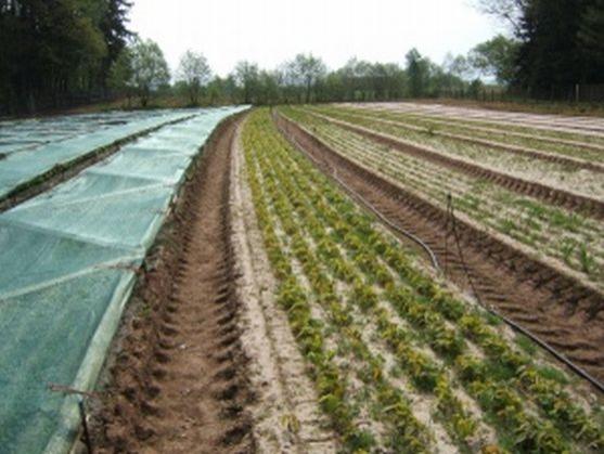 Broumovští lesníci si pochvalují spolupráci s Poláky 