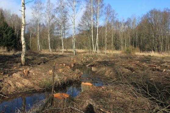 Kácení stromů bez povolení – jak (ne)spadnout do průšvihu