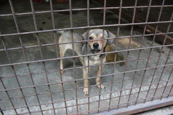V broumovském psím útulku čeká na nové majitele dvanáct psů