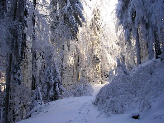 "Letos bude dobrý rok," říká pranostika