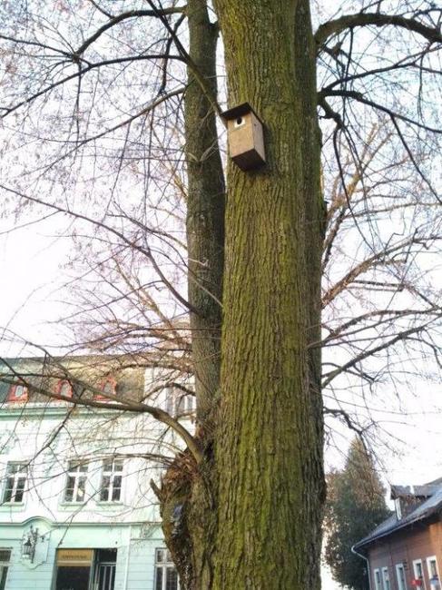 V Trutnově naleznete 67 nových ptačích budek