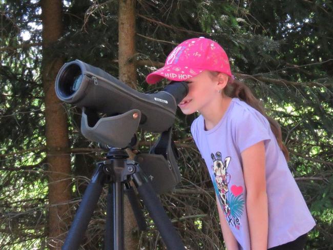 Pozorování hnízdění sokola stěhovavého v Teplických skalách 