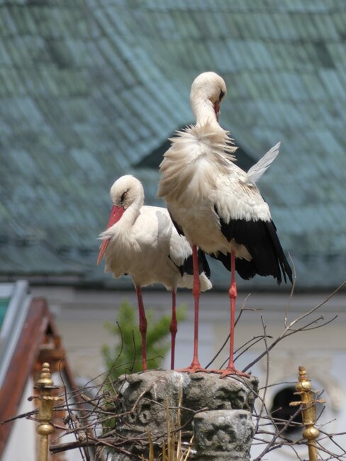 Symbol štěstí na broumovském náměstí