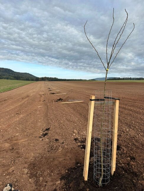 Podzimní sázení ve Vernéřovicích: téměř stovka ovocných stromů