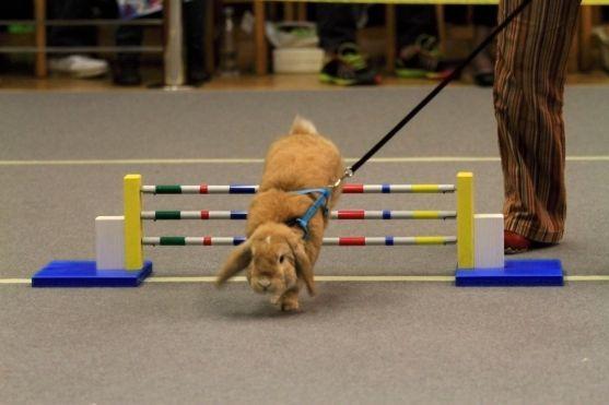 Sportovní disciplína Králičí hop bude mít své závody v Broumově