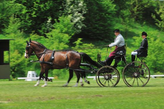 Jiří Nesvačil se stal vítězem v kategorii dvojspřeží při mezinárodních závodech koňských spřežení v Polici nad Metují